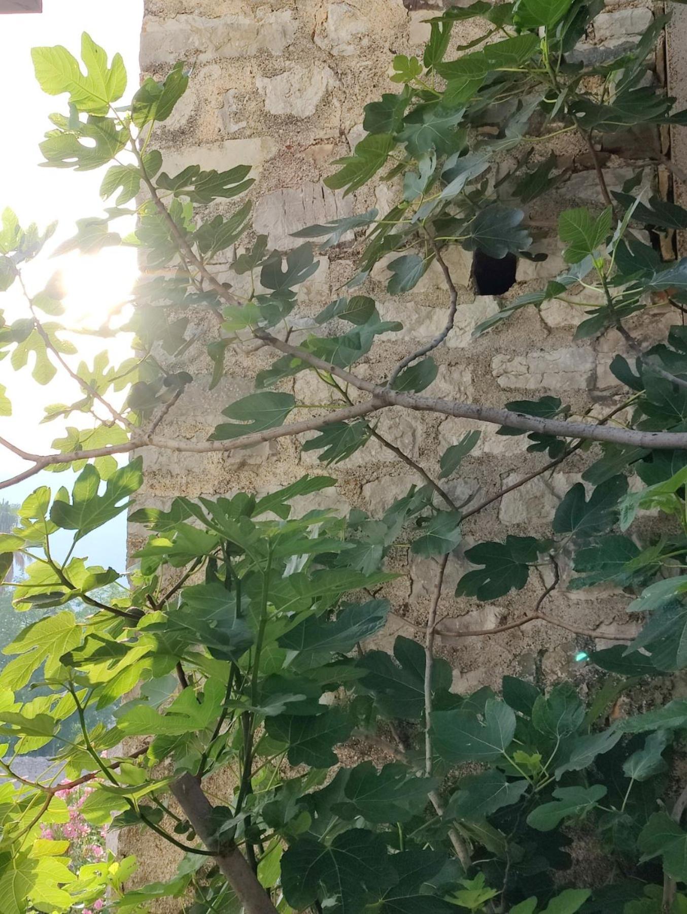 Miro Guesthouse Tivat Zewnętrze zdjęcie